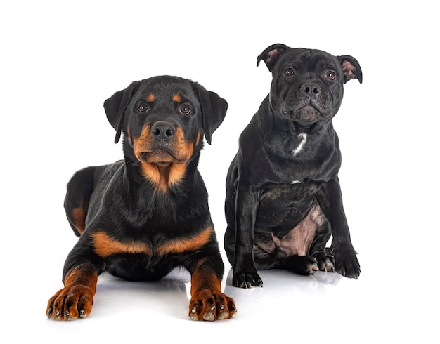 Staffordshire bull terrier e rottweiler em frente ao fundo branco