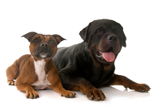 Foto staffordshire bull terrier e rottweiler