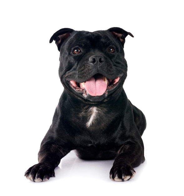 Foto staffordshire bull terrier em frente a um fundo branco