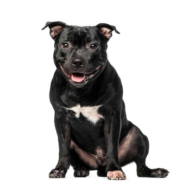 Staffordshire bull terrier em frente a uma parede branca