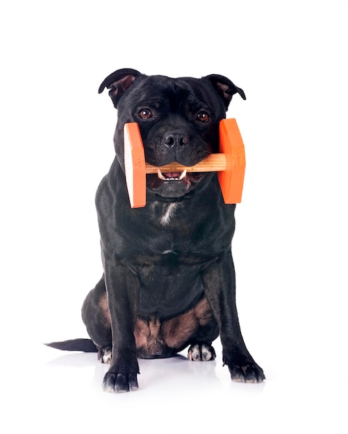 Staffordshire bull terrier frente a un fondo blanco