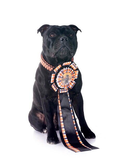 Staffordshire bull terrier frente a un fondo blanco