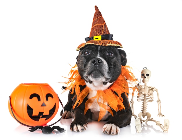 Staffordshire Bull Terrier y Halloween