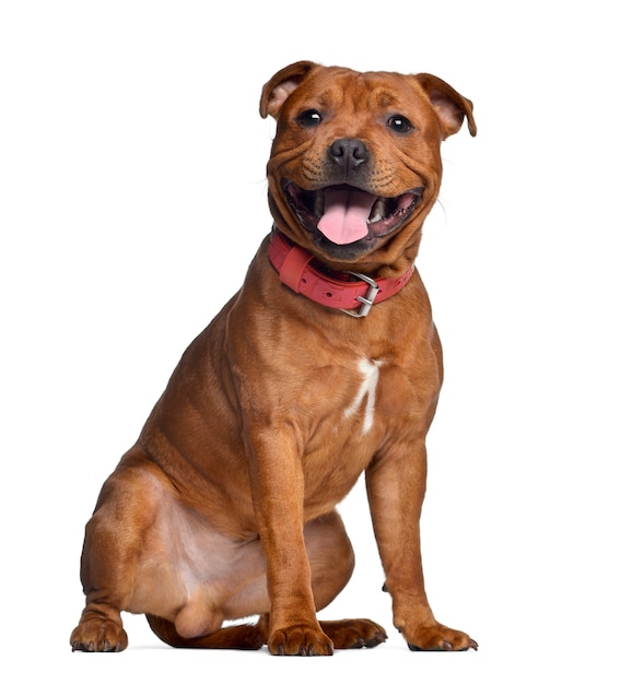 Staffordshire Bull Terrier mit rotem Kragen, Isolat