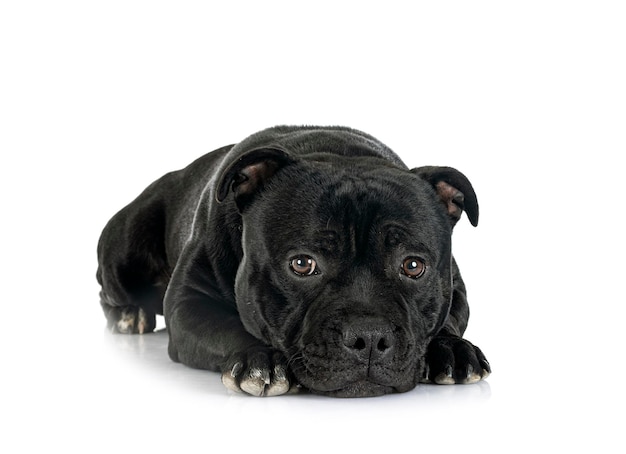 Foto staffordshire bull terrier na frente de fundo branco