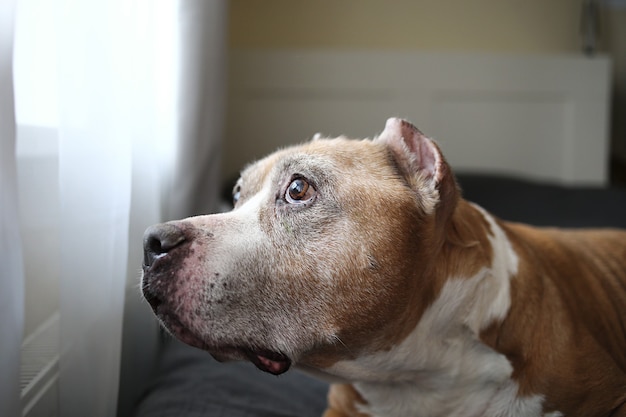 Staffordshire Bull Terrier pensativo com lã branca e marrom desviando o olhar em pé na cama