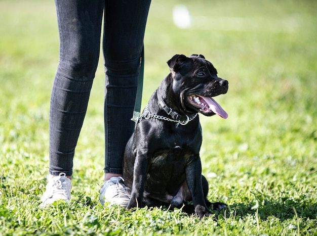 Staffordshire bull terrier y propietario delante de un fondo blanco