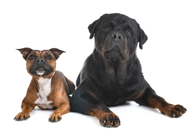 Staffordshire bull terrier y rottweiler