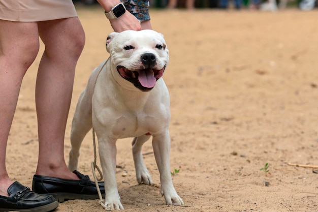 Staffordshire Bull Terrier también conocido como Staffy o Stafford en la exposición canina