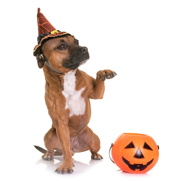 Staffordshire Bull Terrier und Halloween