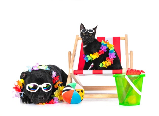 Staffordshire Bull Terrier und Katze