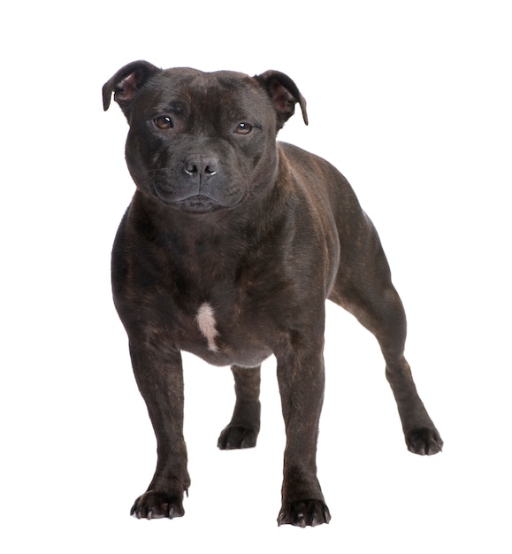 Staffordshire Bull Terrier