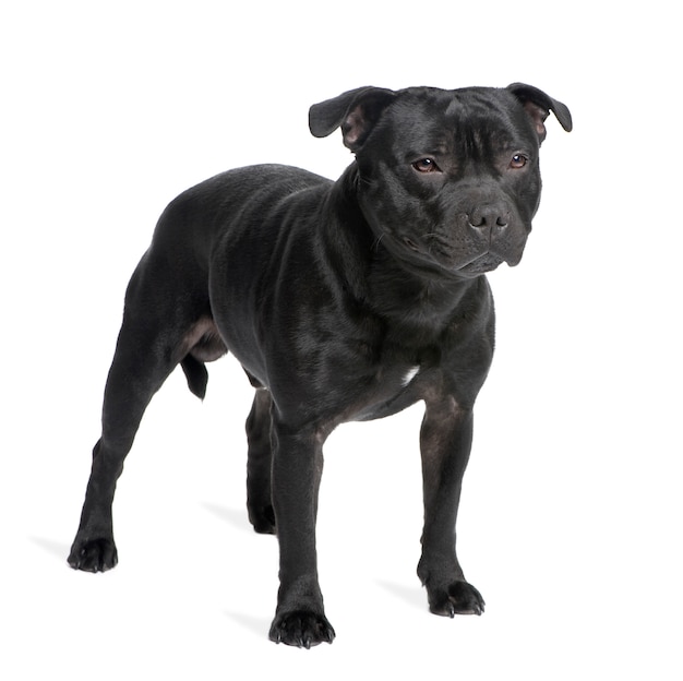 Staffordshire Bull Terrier