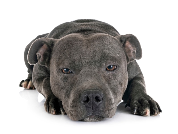 Staffordshire bull terrier