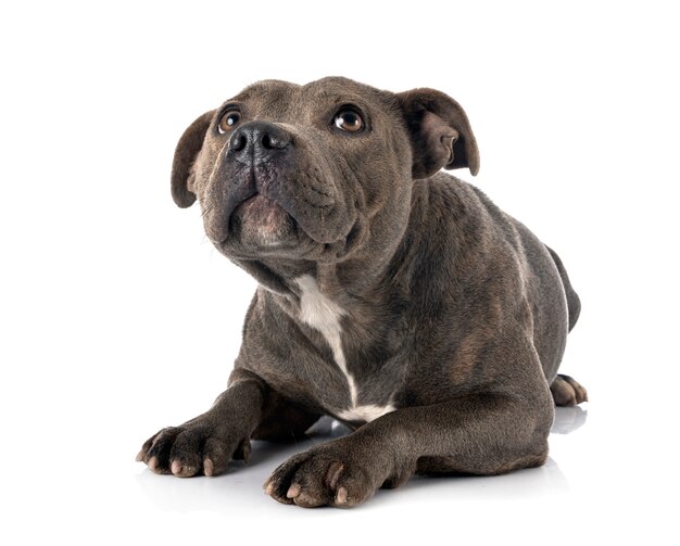 Staffordshire bull terrier