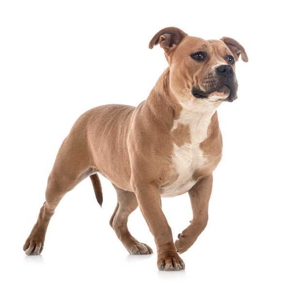 Staffordshire bull terrier