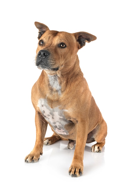 Staffordshire bull terrier