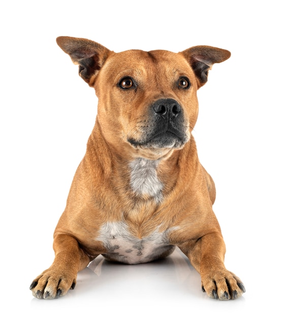 Staffordshire Bull Terrier