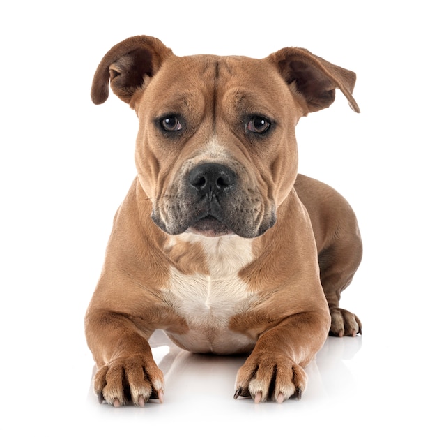 Staffordshire Bull Terrier