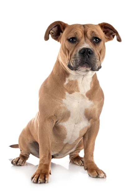 Staffordshire Bull Terrier