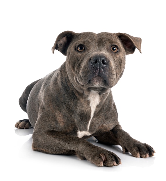 Staffordshire Bull Terrier