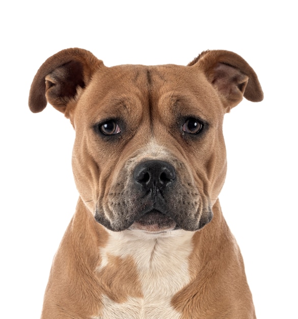 Staffordshire Bull Terrier