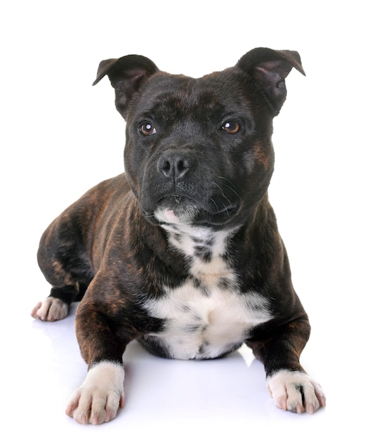 Staffordshire Bull Terrier