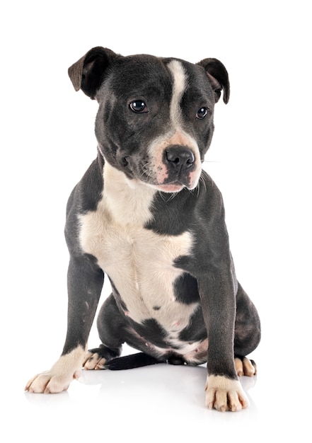 Staffordshire Bull Terrier