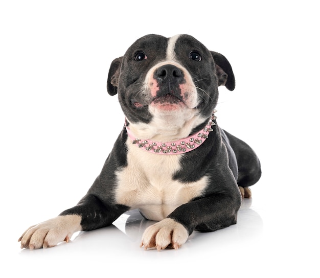 Staffordshire Bull Terrier