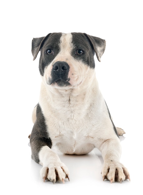 Staffordshire bull terrier