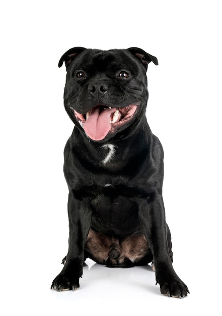 Staffordshire bull terrier