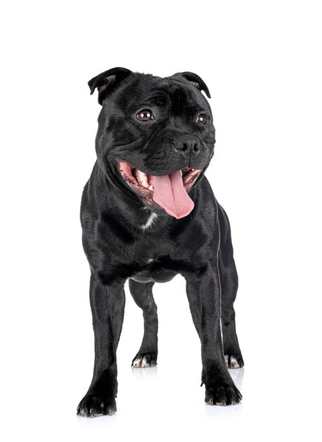 Staffordshire bull terrier