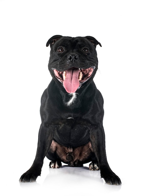 Staffordshire Bull Terrier