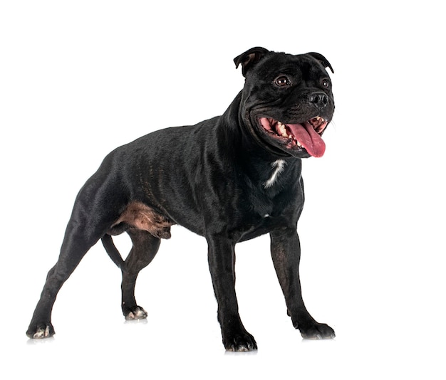 Staffordshire Bull Terrier