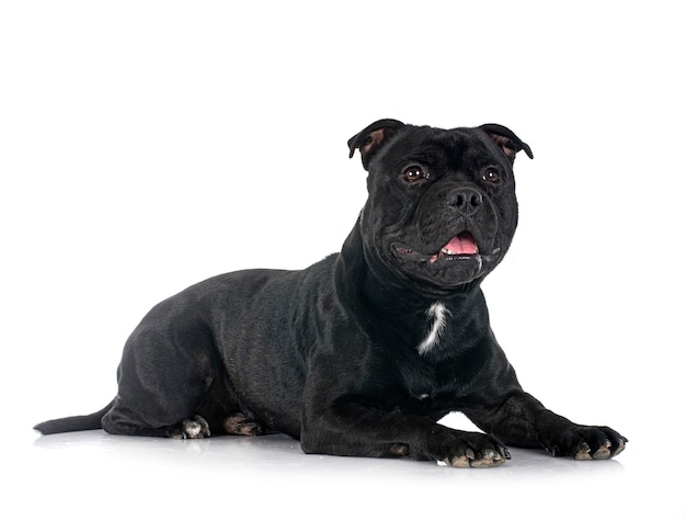 Staffordshire bull terrier