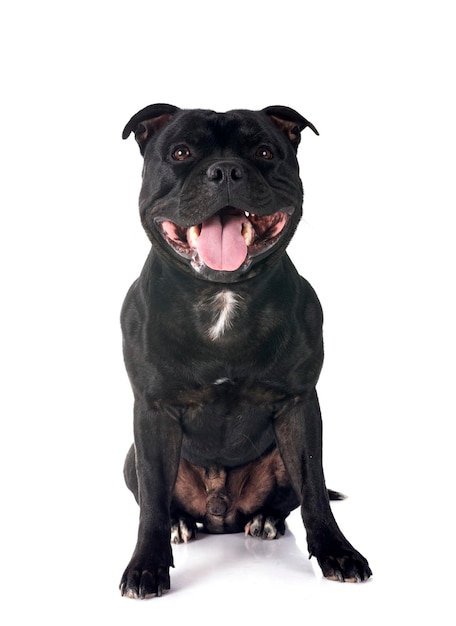 Foto staffordshire bull terrier