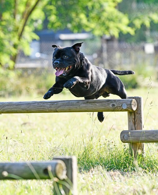 Staffordshire bull terrier