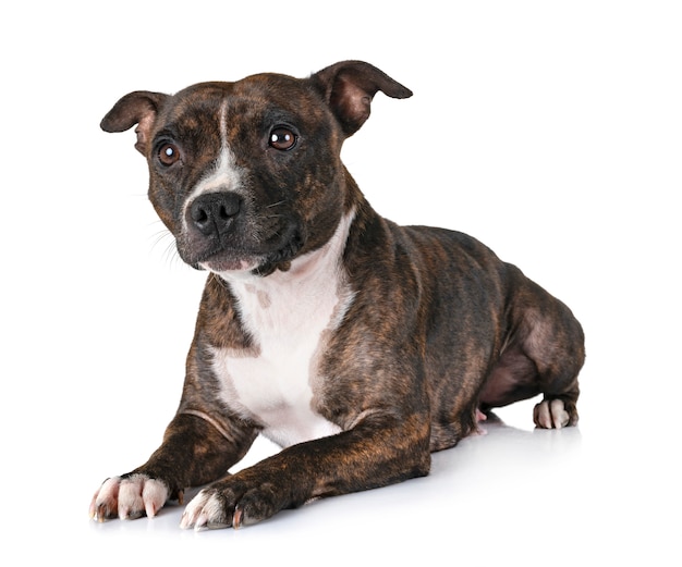 Staffordshire Bull Terrier