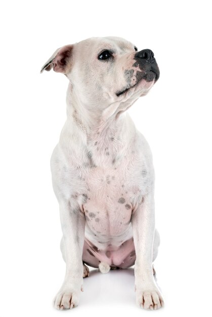 Staffordshire Bull Terrier