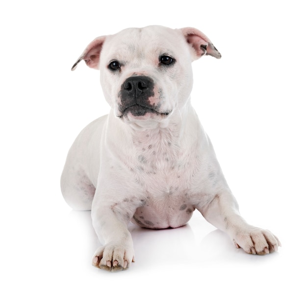 Staffordshire Bull Terrier