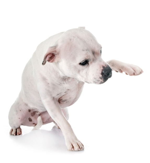 Staffordshire bull terrier