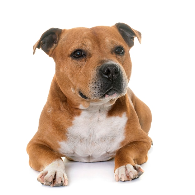 Staffordshire Bull Terrier