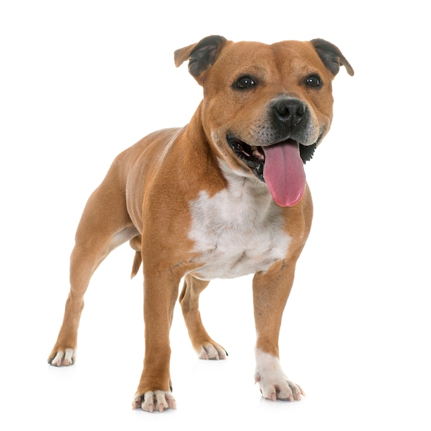 Staffordshire bull terrier