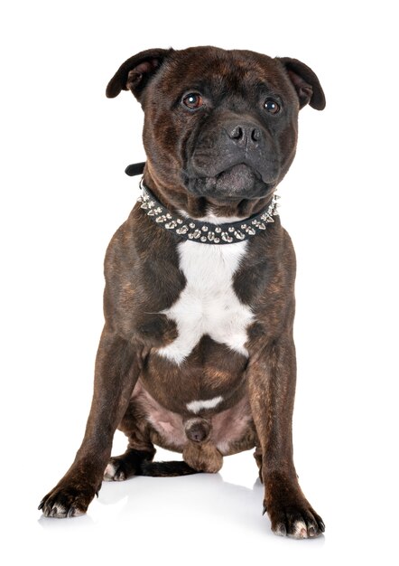 Staffordshire bull terrier