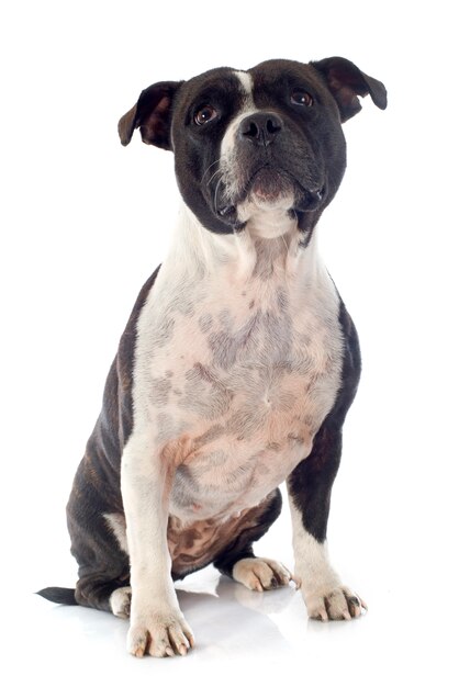 Foto staffordshire bull terrier