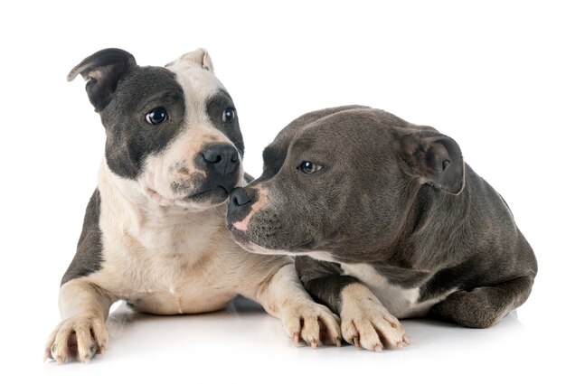 Staffordshire Bullterrier auf einem weißen Hintergrund