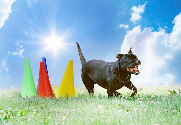 Staffordshire-Bullterrier-Training für Gehorsamsdisziplin