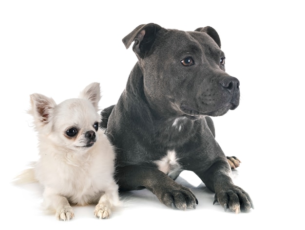 Staffordshire Bullterrier und Chihuahua