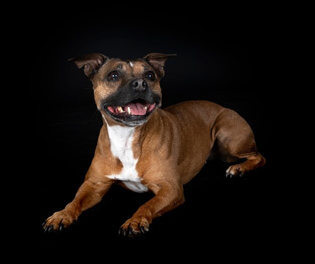 Staffordshire Bullterrier vor schwarzer Wand