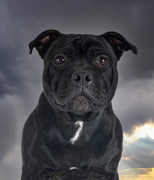 Staffordshire Bullterrier vor Sturmhintergrund